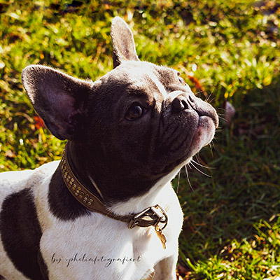 Hundebetreuung Remscheid Ronsdorf